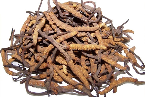 cordyceps