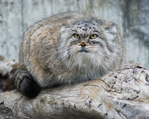 manul