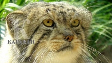 manul11