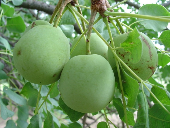 marula