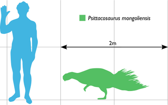 psittacosaurus