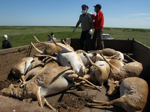 saiga