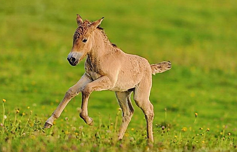 ARKive image GES112212 - Przewalski's horse