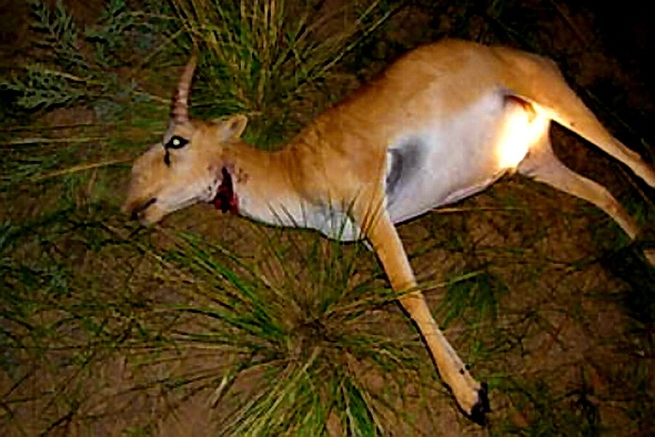 000 a saiga