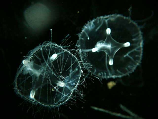 meduz