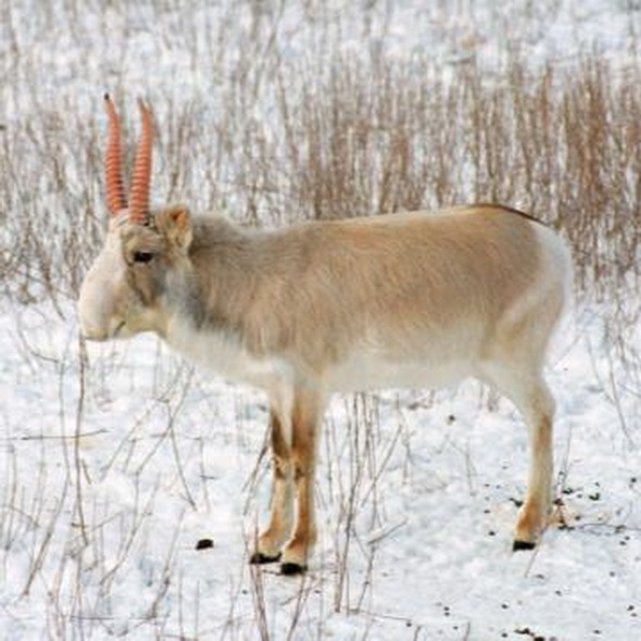 0 Saiga