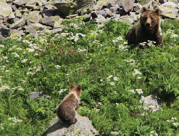 Медведица с медвежатами  – идеальный объект фотосъёмок