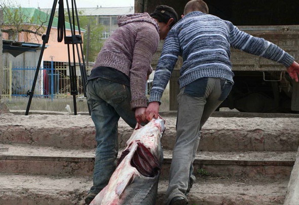 В Атырауской области задержали автомашину с сотнями осетров