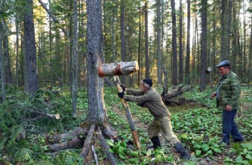 Не до шиша ли шишек?