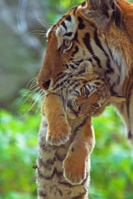 Siberian tiger