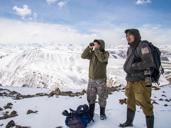 В Восточном Казахстане стартуют поиски снежного барса